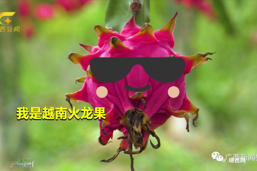 靖西人你吃到的东盟水果，每5斤就有3斤是从口岸入境的.... - 靖西市·靖西网