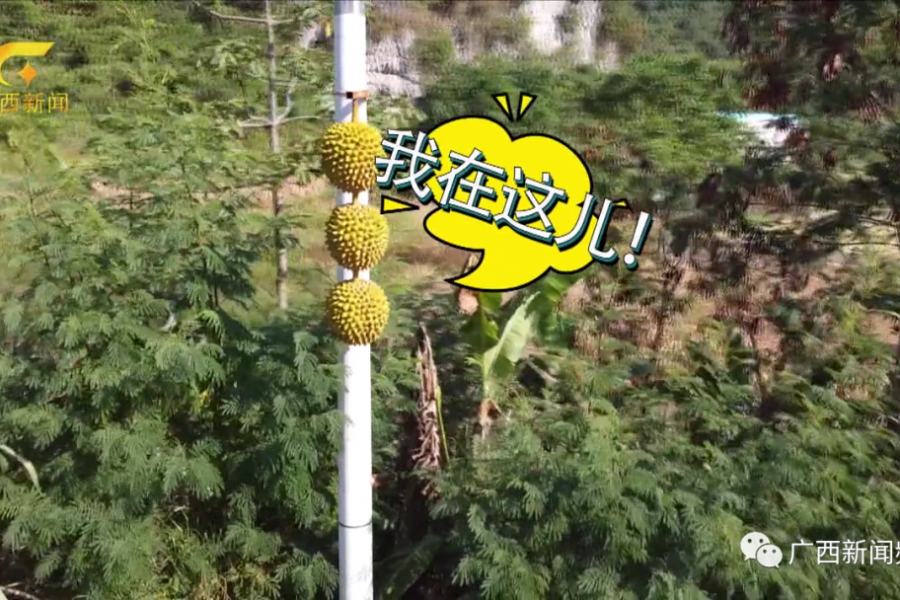 靖西人你吃到的东盟水果，每5斤就有3斤是从口岸入境的.... - 靖西市·靖西网