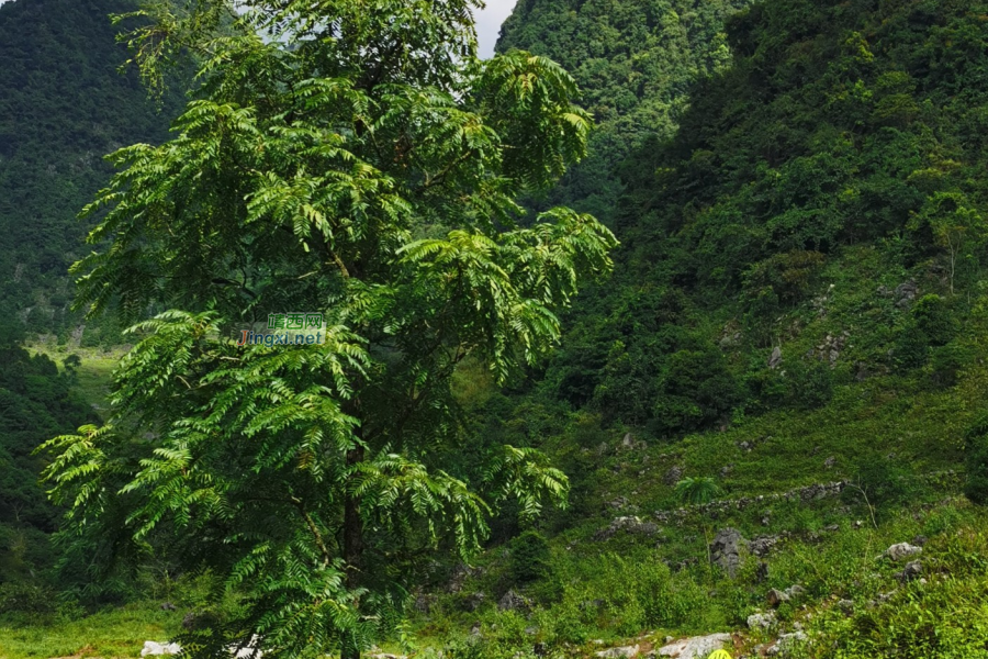驰骋在丛林里在山路上的公路车 - 靖西市·靖西网