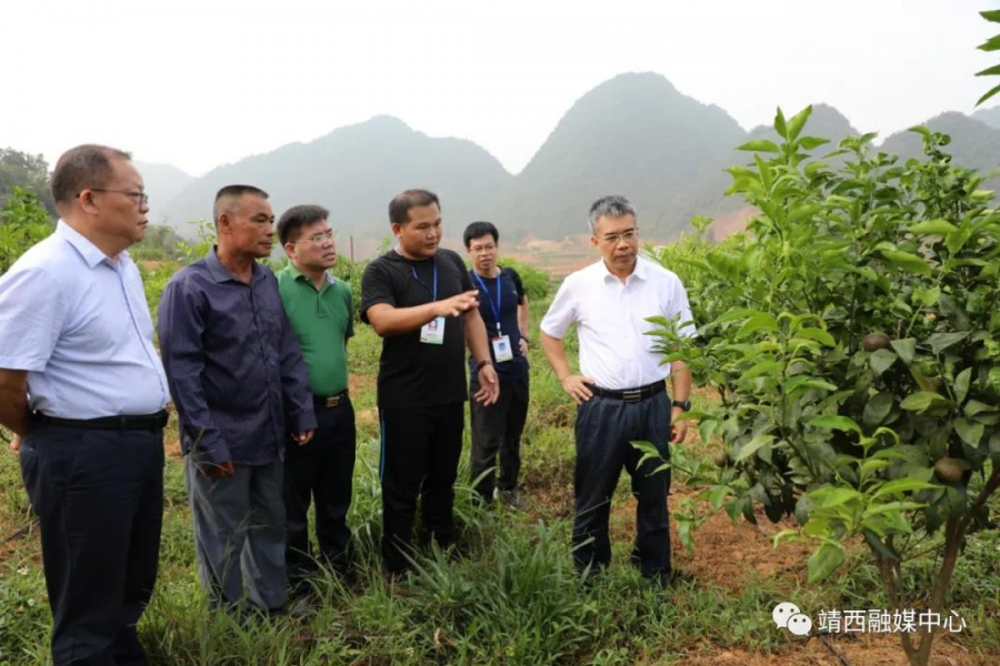百色市委黄智宇到靖西市开展产业扶贫工作调研 - 靖西市·靖西网