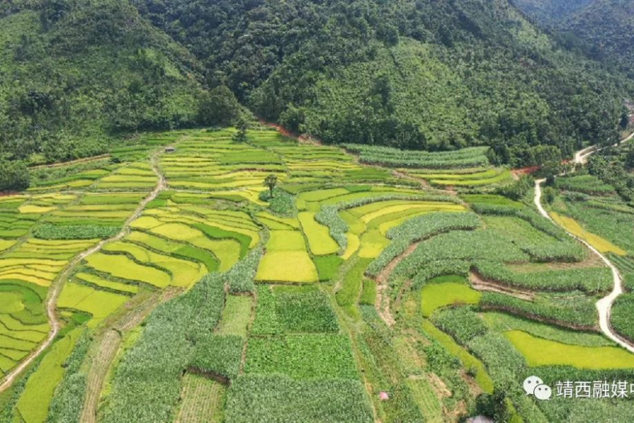 农红学：因奋斗而改变自己，因善良而带动邻里 - 靖西市·靖西网