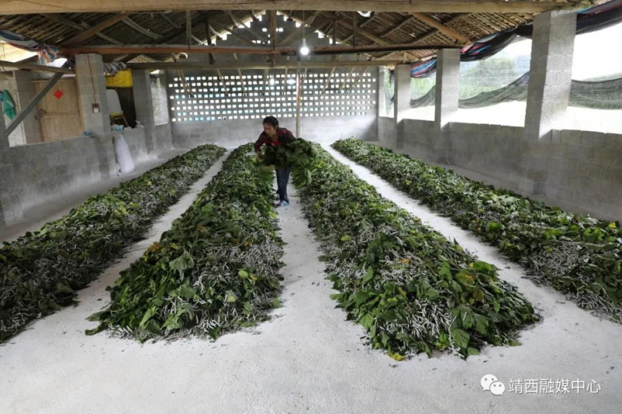 农红学：因奋斗而改变自己，因善良而带动邻里 - 靖西市·靖西网