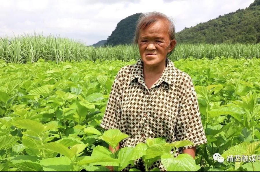 农红学：因奋斗而改变自己，因善良而带动邻里 - 靖西市·靖西网