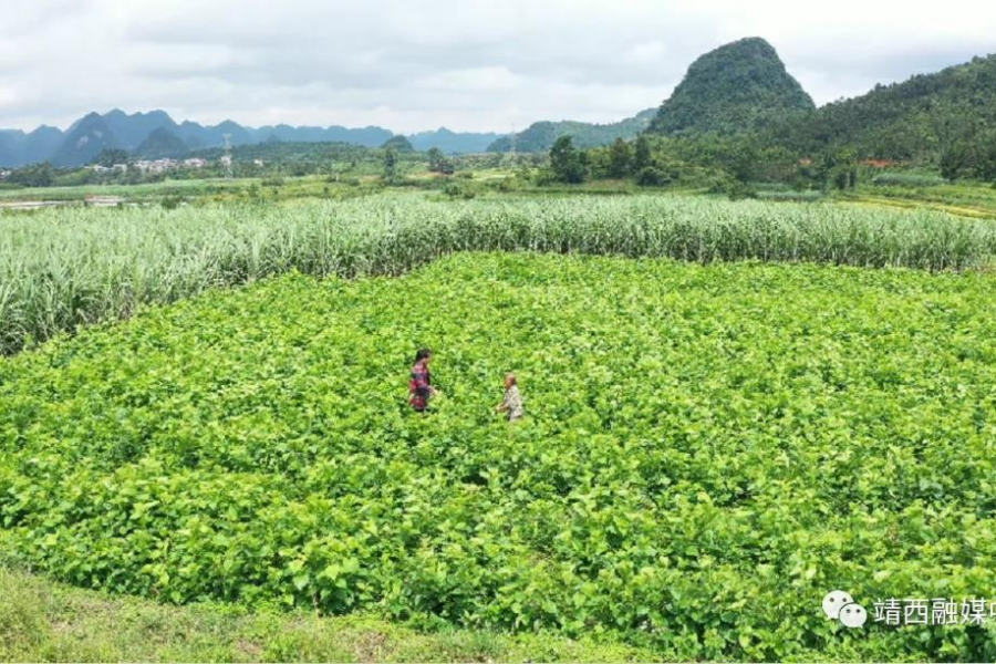 农红学：因奋斗而改变自己，因善良而带动邻里 - 靖西市·靖西网