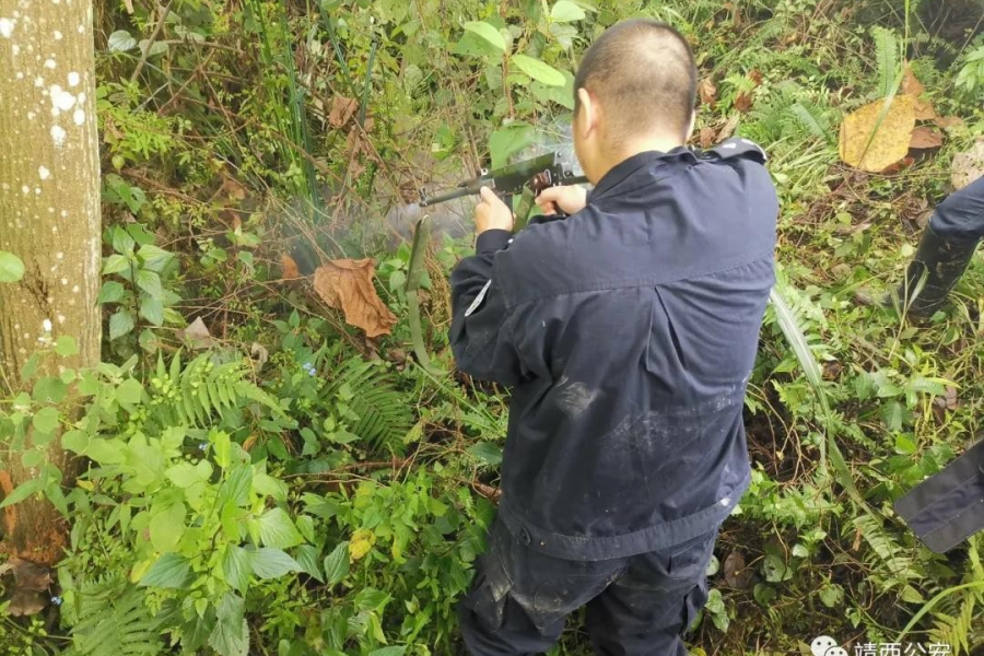 靖西龙临镇一头水牛发疯顶伤主人，结果被毙了！ - 靖西市·靖西网