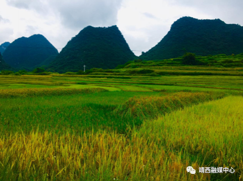 晚秋靖西，不容错过的景色 - 靖西市·靖西网