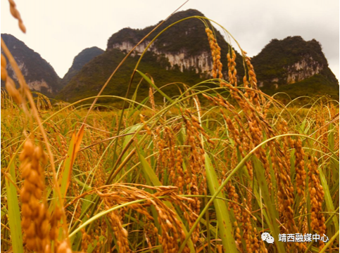 晚秋靖西，不容错过的景色 - 靖西市·靖西网