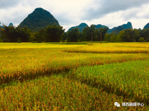 晚秋靖西，不容错过的景色 - 靖西市·靖西网