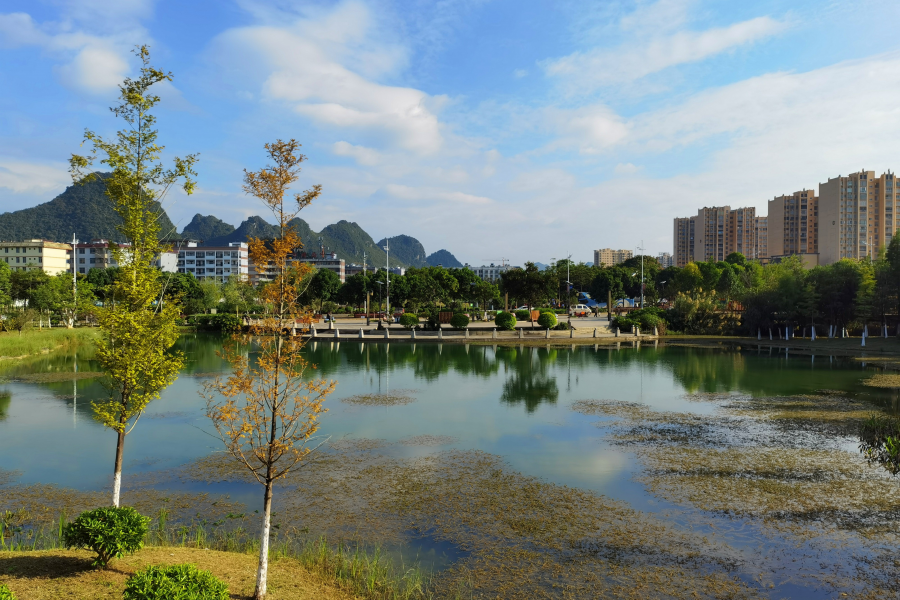 金秋十月，靖西龙潭湿地公园景色美 - 靖西市·靖西网