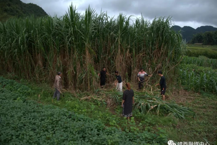 靖西禄峒镇大院村村民靠养“鸡” 一步步走向小康~·~~· - 靖西市·靖西网