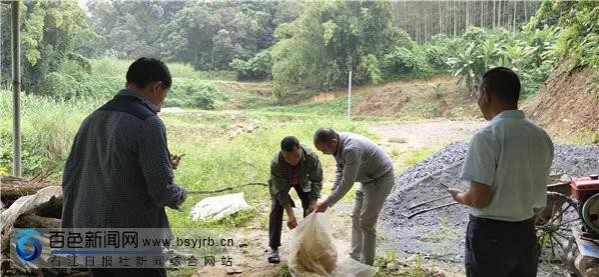 两条大蟒蛇进村觅食，田东林业局及时救助！ - 靖西市·靖西网