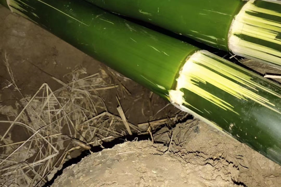 竹筒饭开始畅销咯！！！ - 靖西市·靖西网