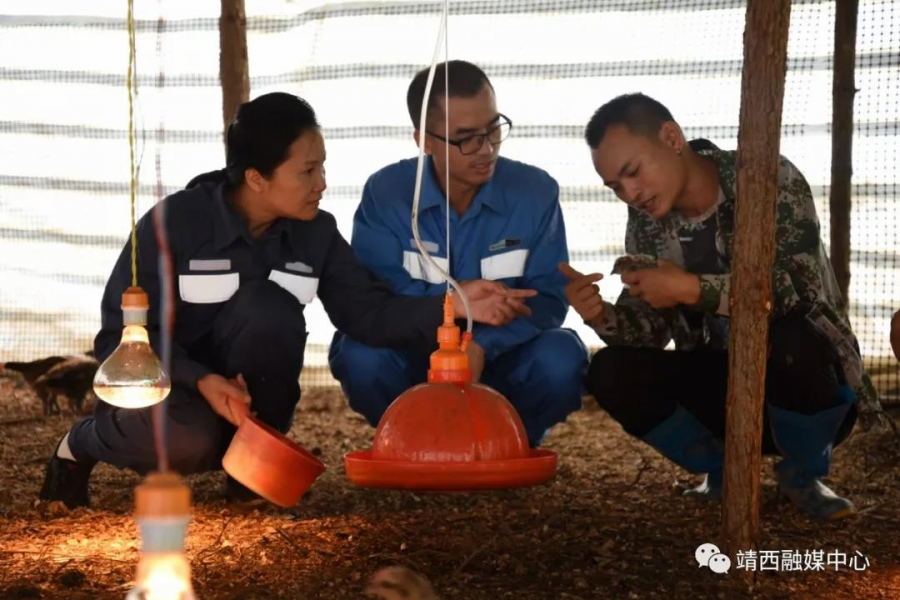 广西靖西：电助山沟沟里飞出“凤凰鸡” - 靖西市·靖西网