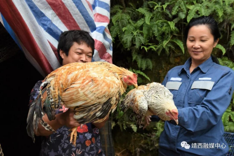 广西靖西：电助山沟沟里飞出“凤凰鸡” - 靖西市·靖西网