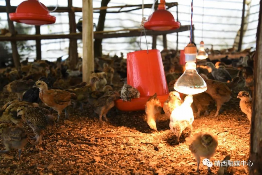 广西靖西：电助山沟沟里飞出“凤凰鸡” - 靖西市·靖西网