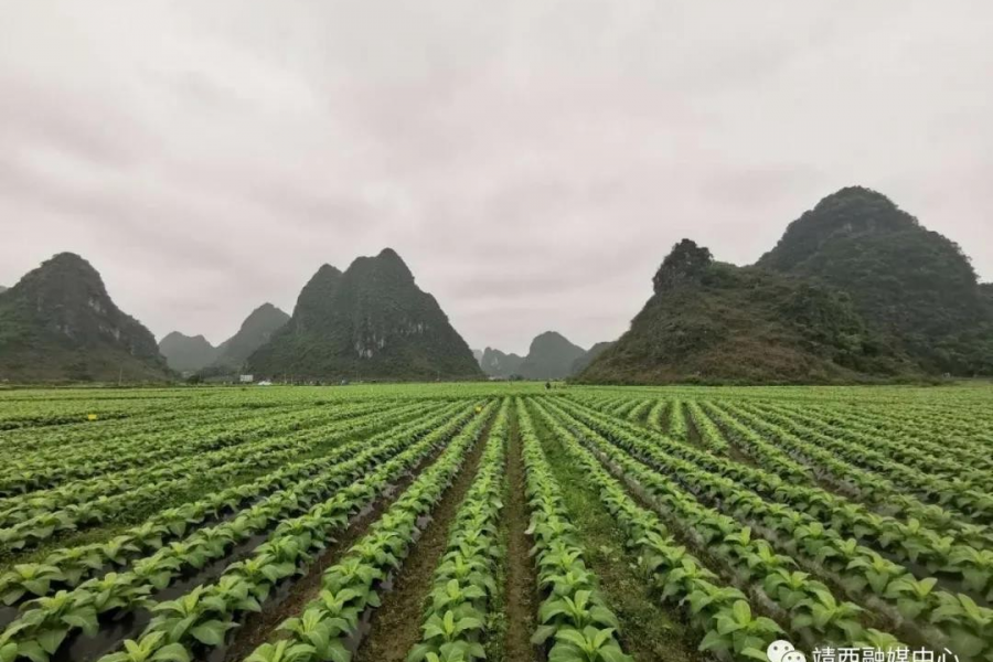 靖西：农网改造，乡村用电的华丽转身...... - 靖西市·靖西网