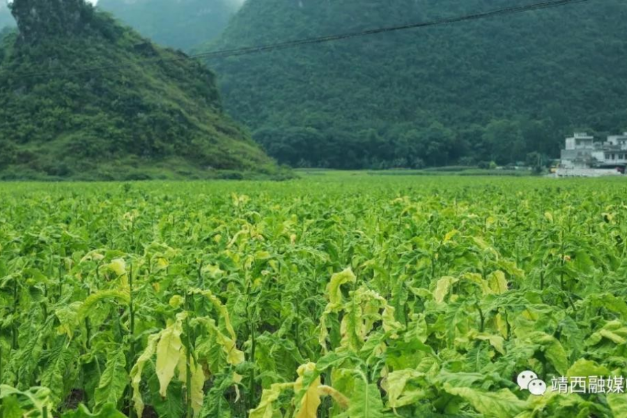 靖西：农网改造，乡村用电的华丽转身...... - 靖西市·靖西网