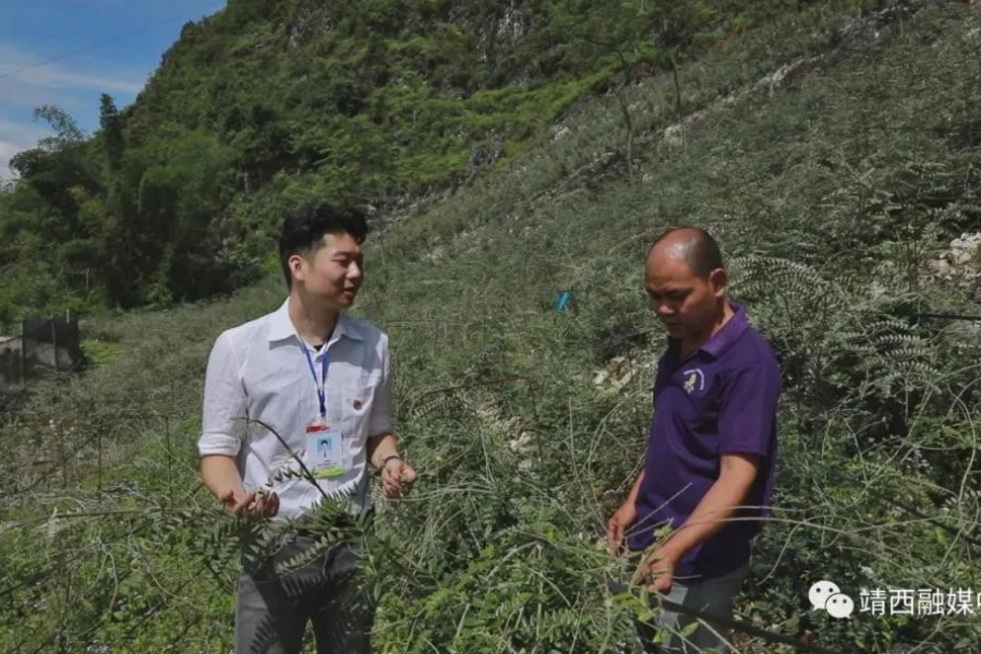 这些单位集中力量 因村施策帮助靖西 - 靖西市·靖西网