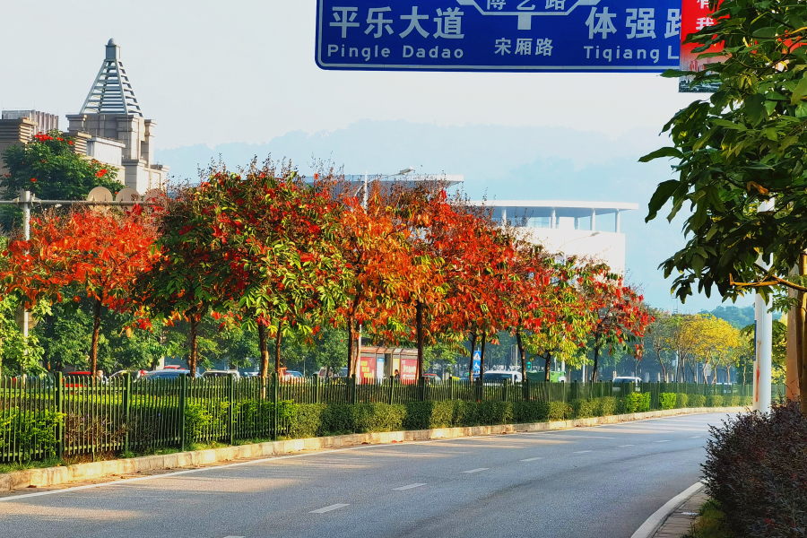 秋天拍什么风景最美呢？ - 靖西市·靖西网