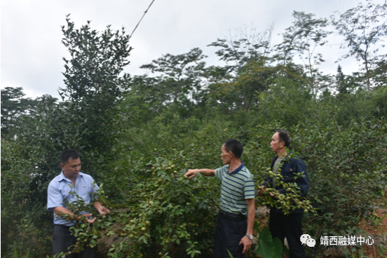 靖西市吞盘乡加大产业发展力度，致力脱贫攻坚工作 - 靖西市·靖西网