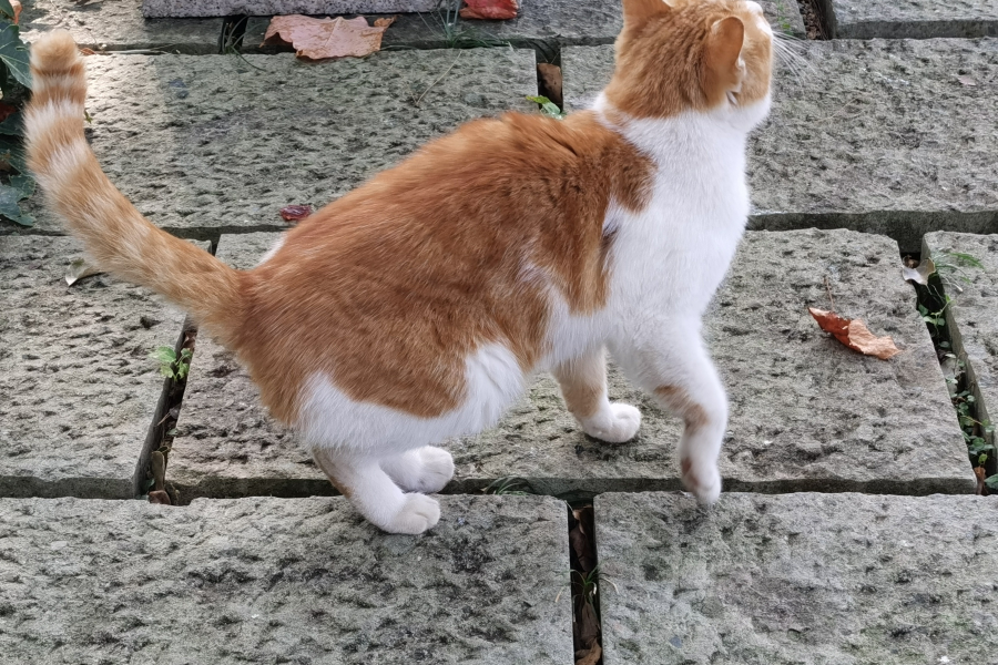 猫星人，橘猫乐园 - 靖西市·靖西网