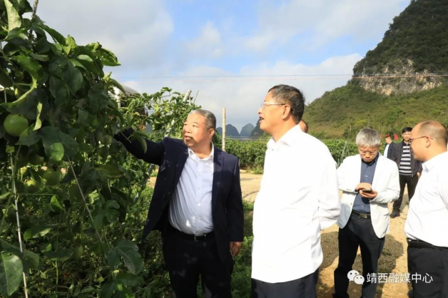 中国工程院院士印遇龙到广西靖西市考察乡村振兴发展情况 - 靖西市·靖西网