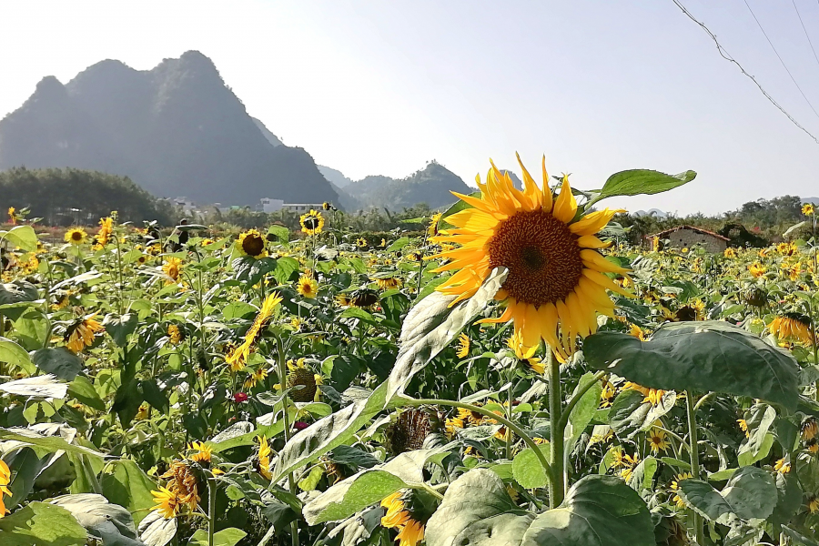 旧州向日葵在向你咧咧大笑 - 靖西市·靖西网