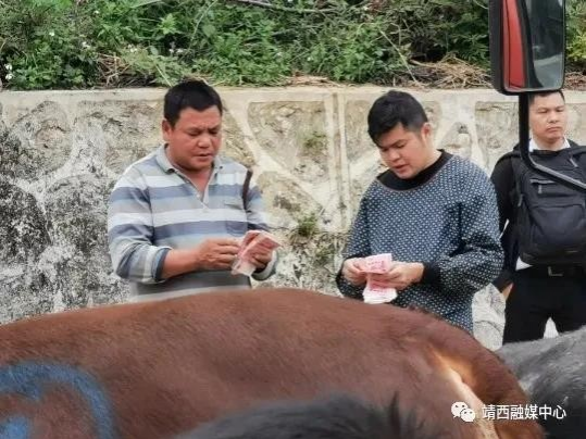 靖西市龙临大牲畜交易市场，千年牛市，牛！！！ - 靖西市·靖西网