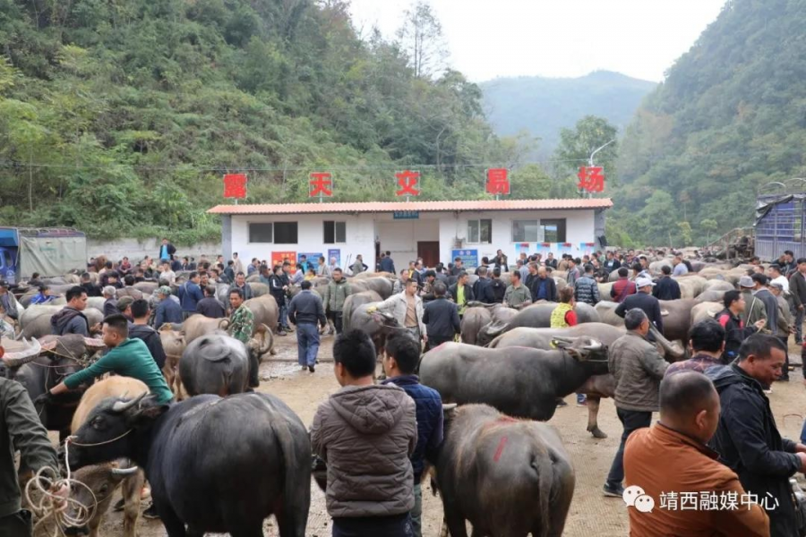 靖西市龙临大牲畜交易市场，千年牛市，牛！！！ - 靖西市·靖西网