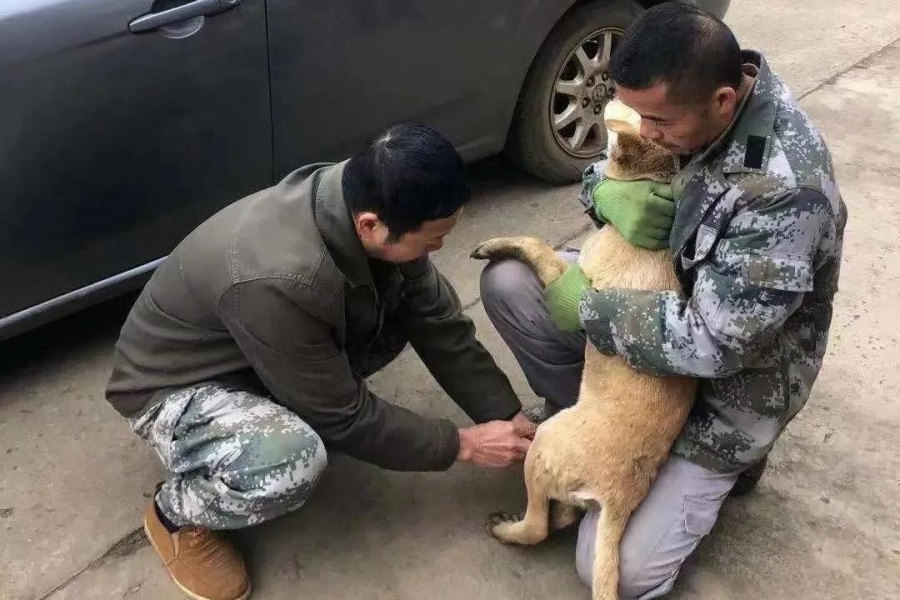 靖西市农业农村局扎实开展动物狂犬病防治工作 - 靖西市·靖西网