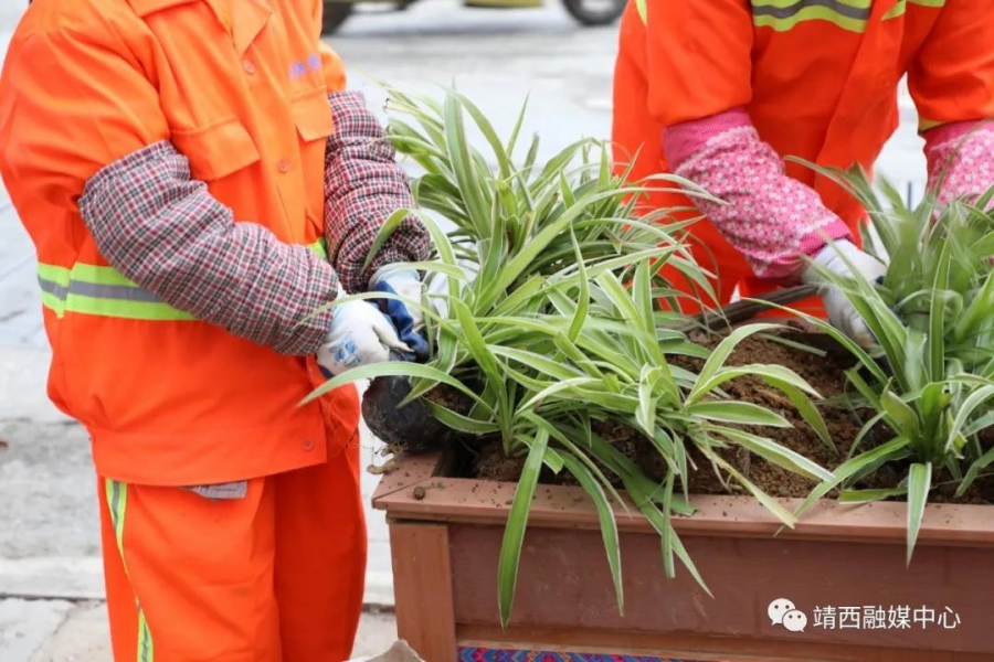 快看！这些花箱换新了！ - 靖西市·靖西网