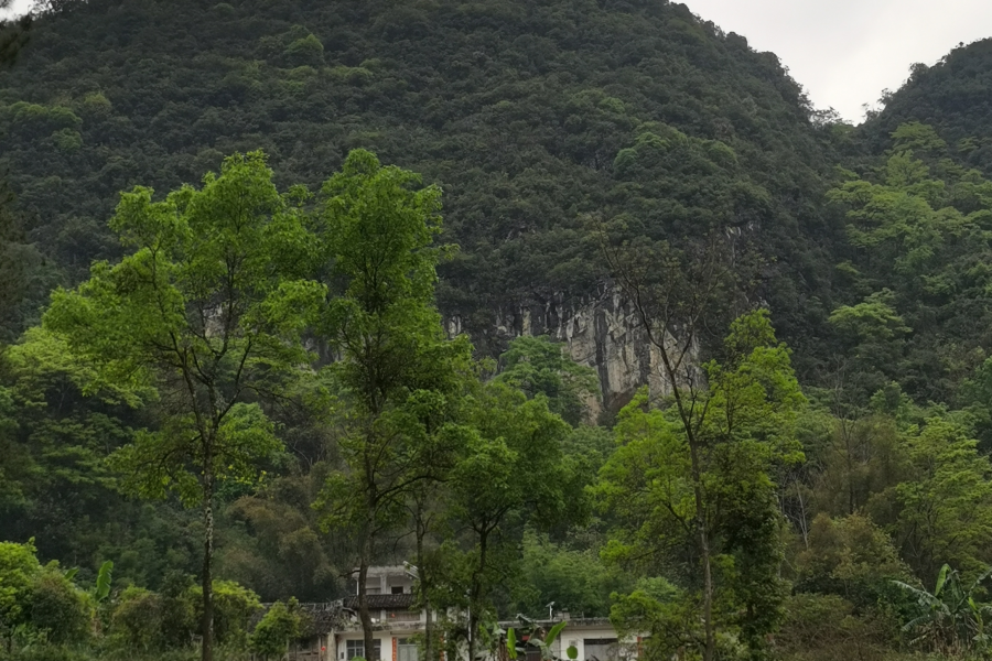 巨型电蚊拍 - 靖西市·靖西网