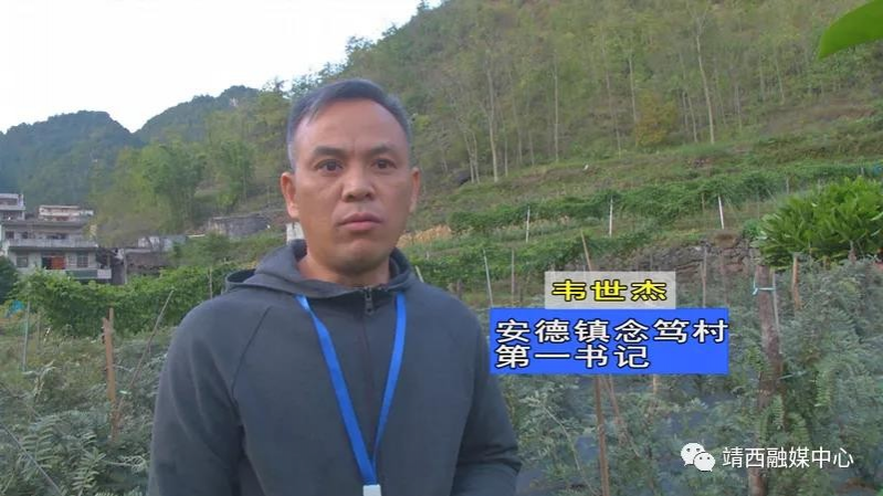 决战脱贫攻坚，靖西市安德镇特色产业覆盖率达98.4% - 靖西市·靖西网