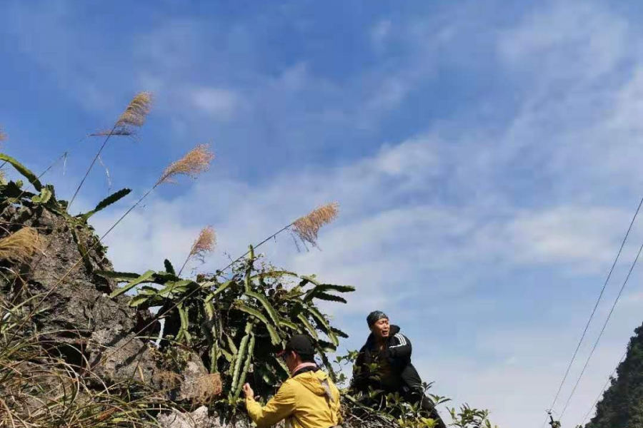 野生火龙果，靖西山野就是多 - 靖西市·靖西网