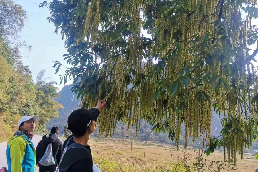 月夜一帘幽梦，春风十里柔情 - 靖西市·靖西网