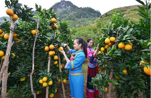 靖西大果山楂......｜百色各县市的土特产，你了解多少？ - 靖西市·靖西网