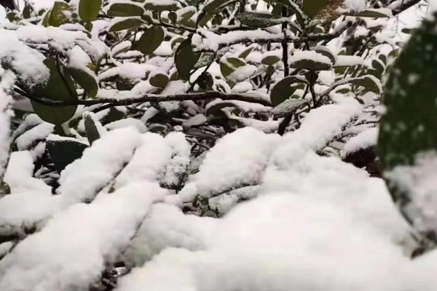 靖西临县“小德国”下的雪好大呀 - 靖西市·靖西网