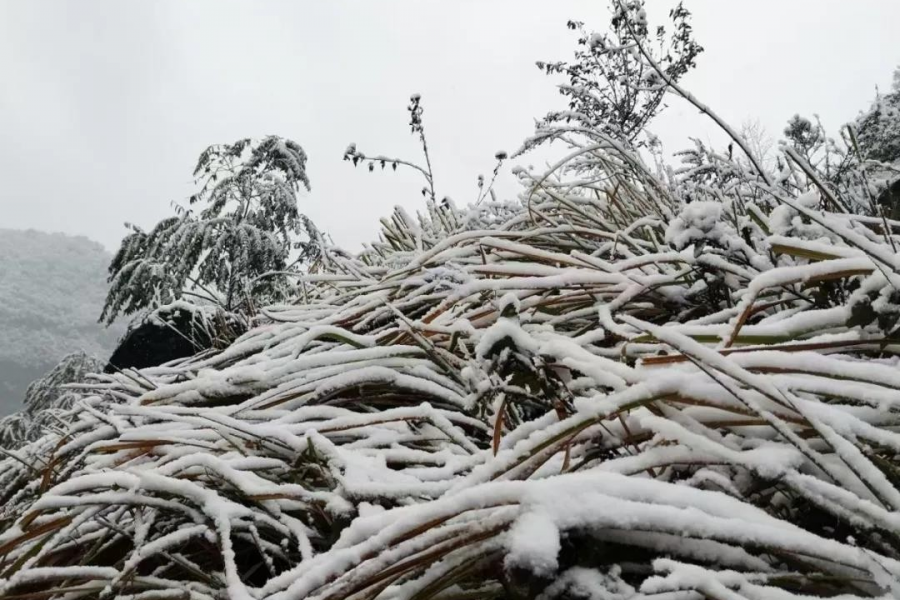 靖西临县“小德国”下的雪好大呀 - 靖西市·靖西网