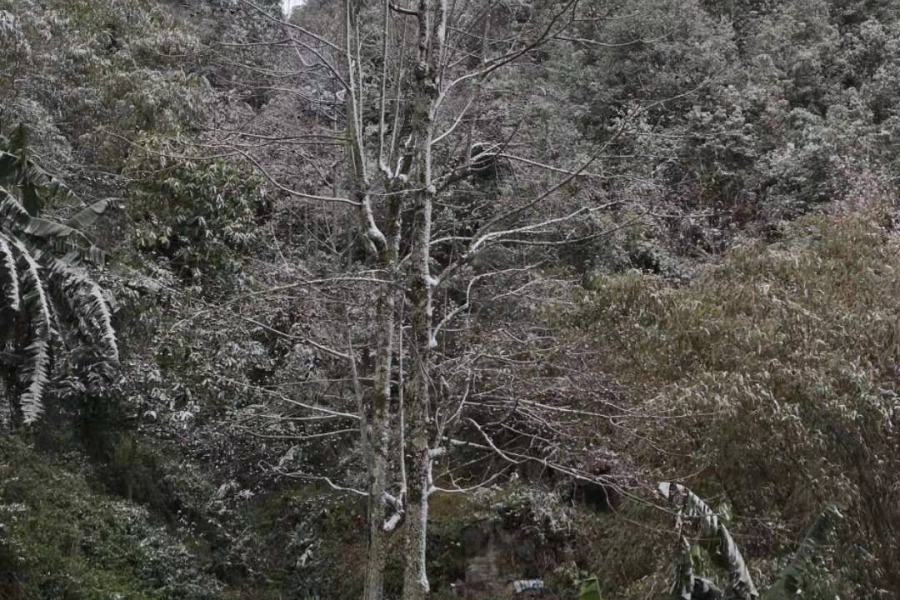 靖西市吞桥屯雪景 - 靖西市·靖西网