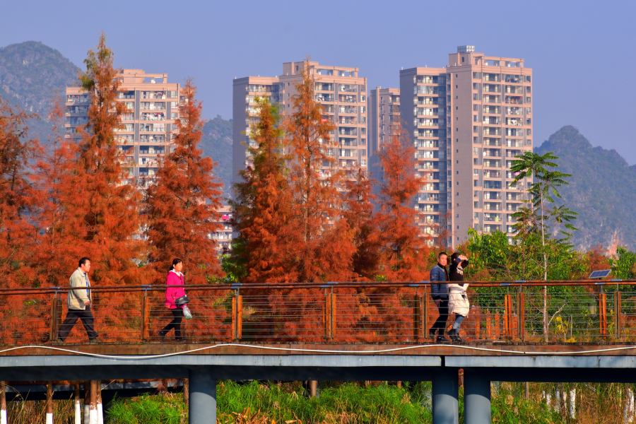 摄影师眼里的龙潭湿地公园。 - 靖西市·靖西网