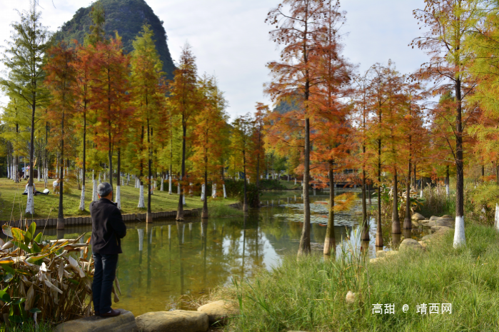 摄影师眼里的龙潭湿地公园。 - 靖西市·靖西网