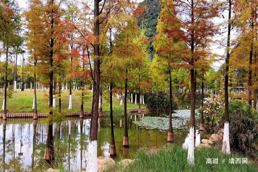 摄影师眼里的龙潭湿地公园。 - 靖西市·靖西网