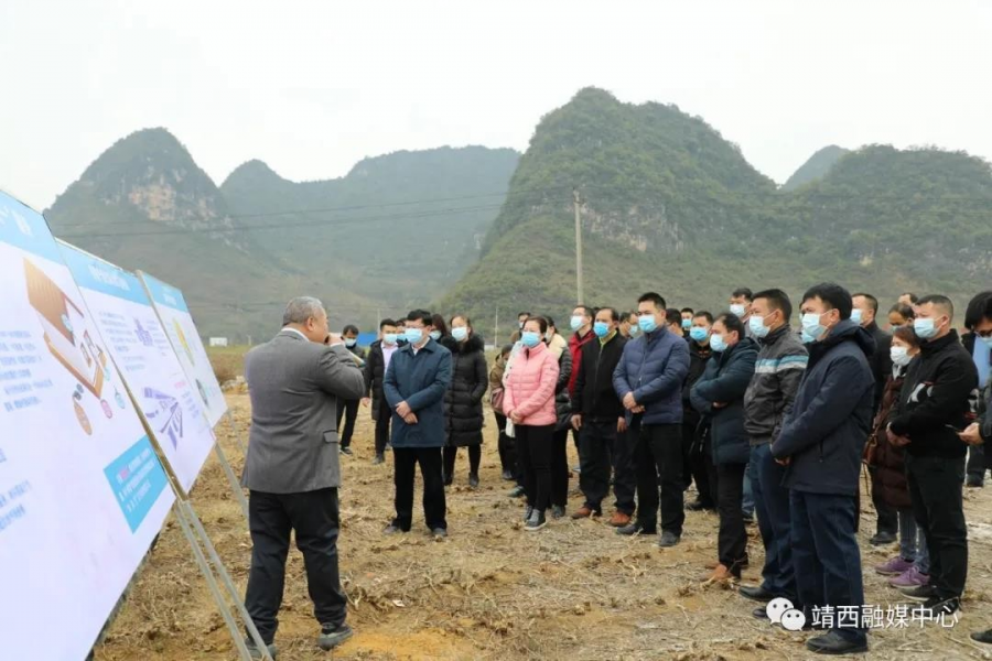 靖西市召开生猪产业化联合体示范建设现场会 - 靖西市·靖西网