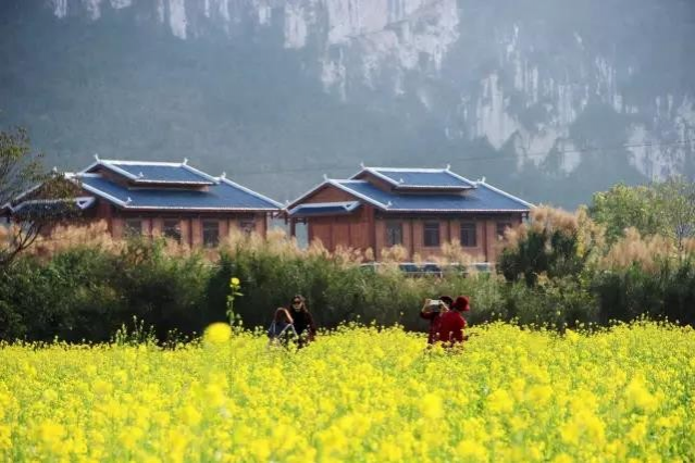 靖西旧州、鹅泉景区的油菜花又双叒叕开了！ - 靖西市·靖西网