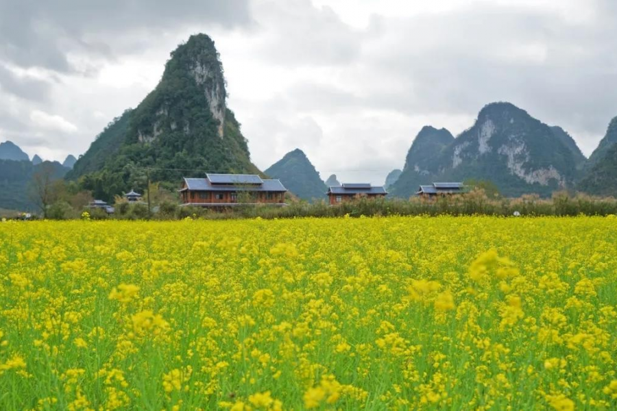 靖西旧州、鹅泉景区的油菜花又双叒叕开了！ - 靖西市·靖西网