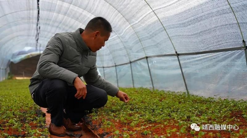 靖西市渠洋镇种植山豆根，从贫困户蜕变成致富带头人 - 靖西市·靖西网