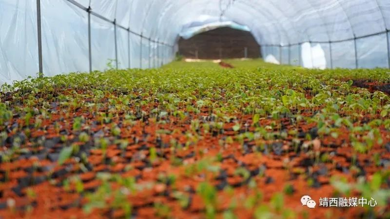 靖西市渠洋镇种植山豆根，从贫困户蜕变成致富带头人 - 靖西市·靖西网