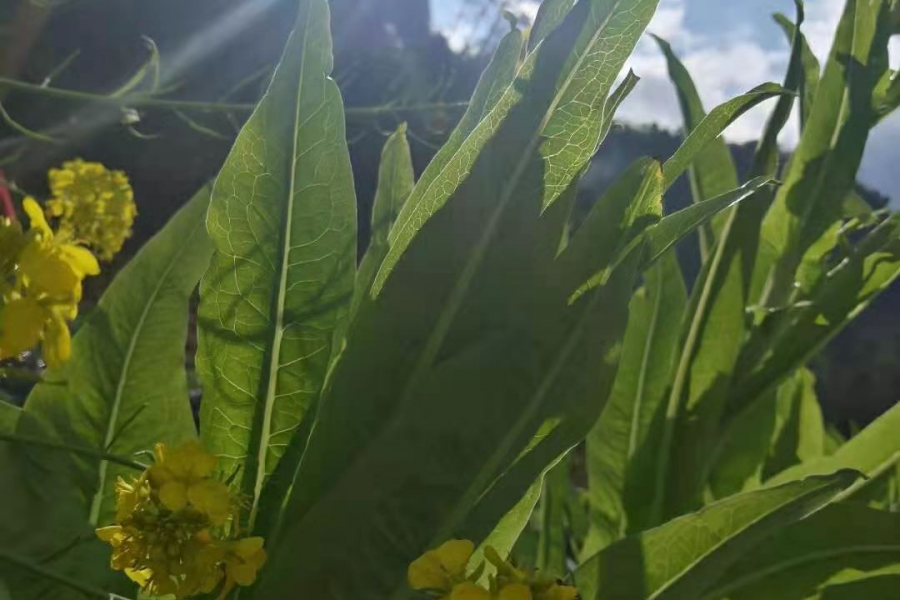 我这是为这杯奶茶打广告吗 - 靖西市·靖西网