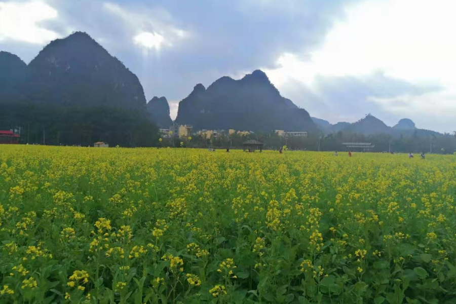 我这是为这杯奶茶打广告吗 - 靖西市·靖西网