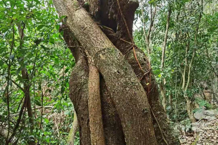 在靖西最好的旅行—挺进大山 - 靖西市·靖西网